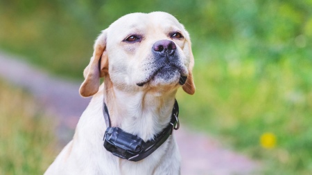 ¿Cuáles son los collares antiladridos ideales para tu perro? IFOTO: Web