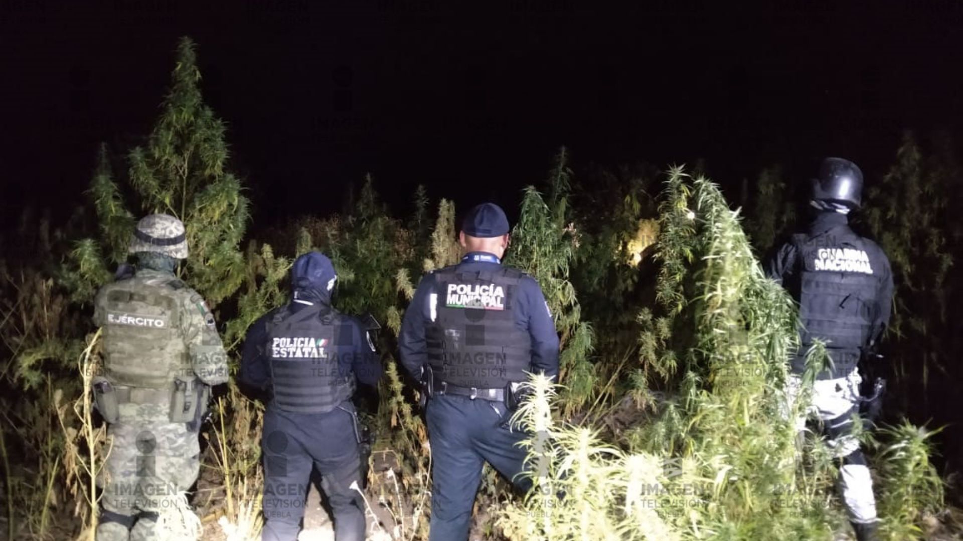 Decomisan plantío de marihuana en Puebla