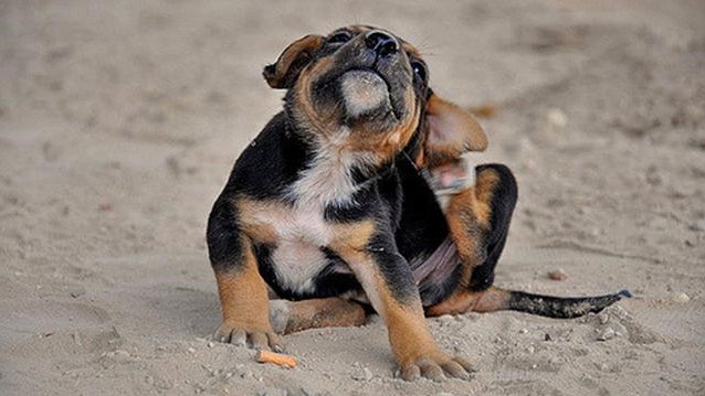 Síntomas de que tu mascota cuenta con alergias