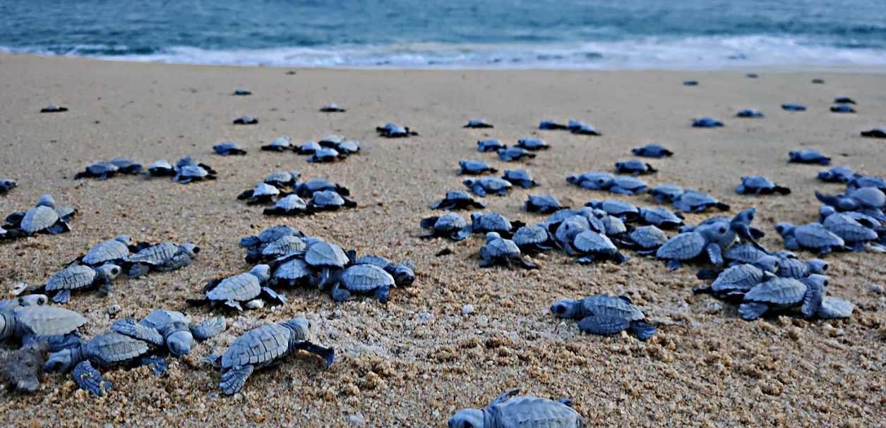 Se reportaron los 2 primeros nidos de tortugas marinas de la temporada en Los Cabos