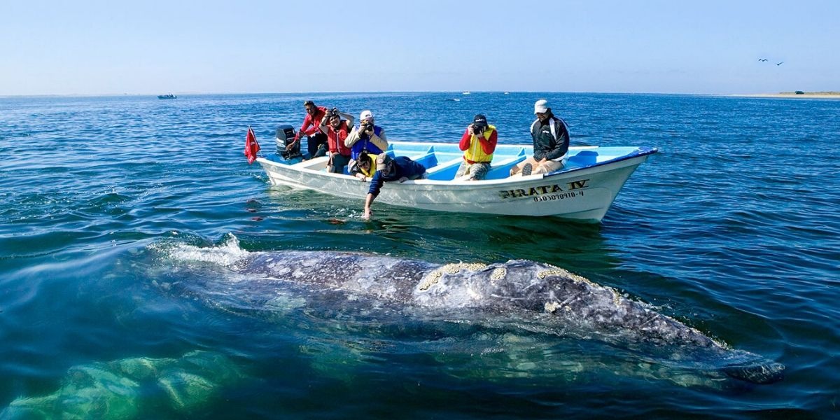 Avistamiento de ballenas en BCS: Diciembre 2023 - Abril 2024