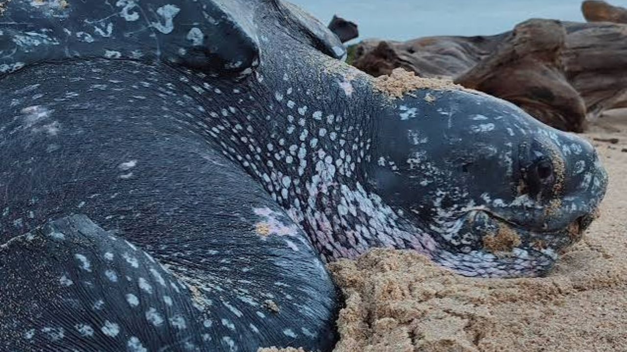 Tortuga baula vuelve a anidar en Panamá tras casi 10 años