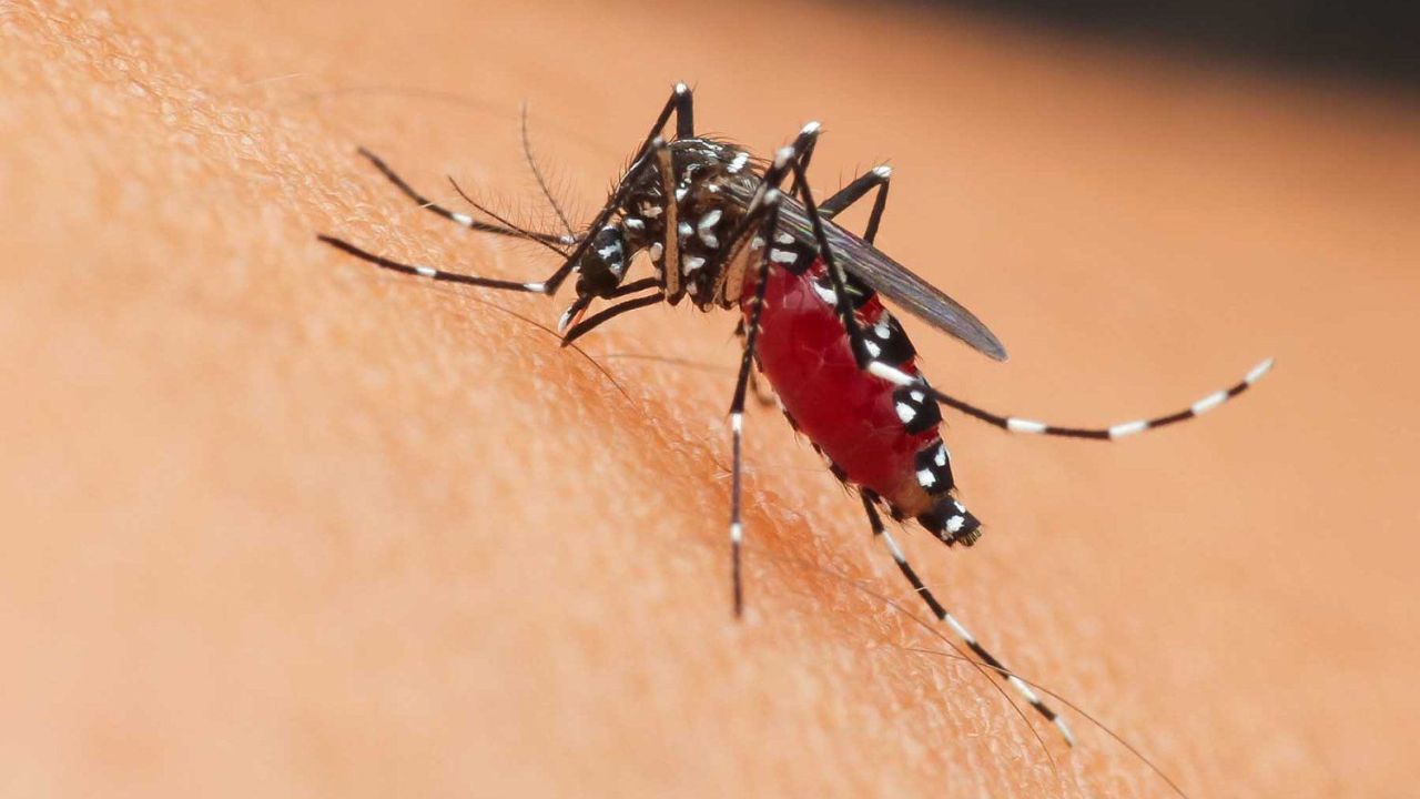Llaman a eliminar criaderos de mosquitos por riesgo de dengue en Durango
