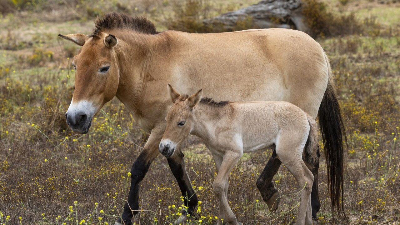 Raro ejemplar de caballo salvaje nace en el Parque Safari de San Diego