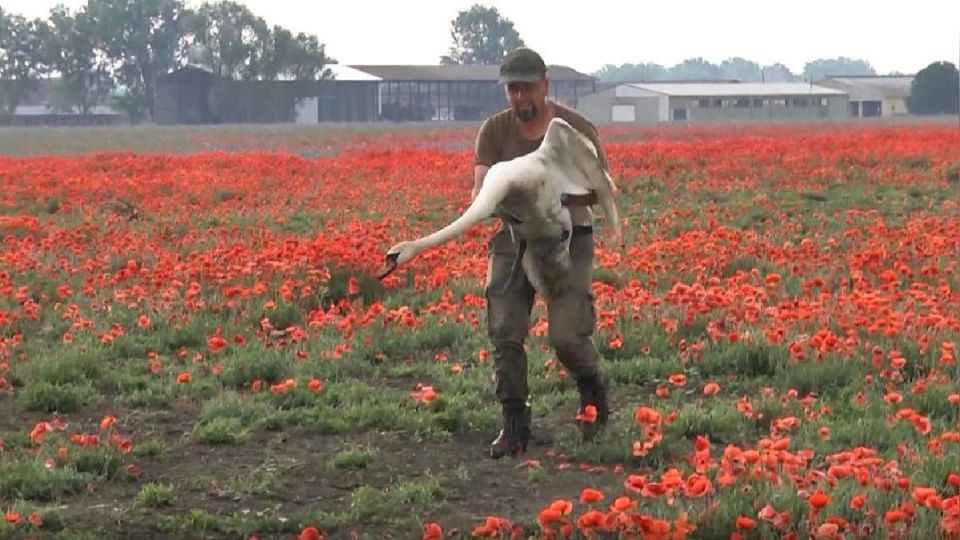 [VIDEO] Pierden su capacidad de vuelo cisnes tras consumir hectáreas de amapola