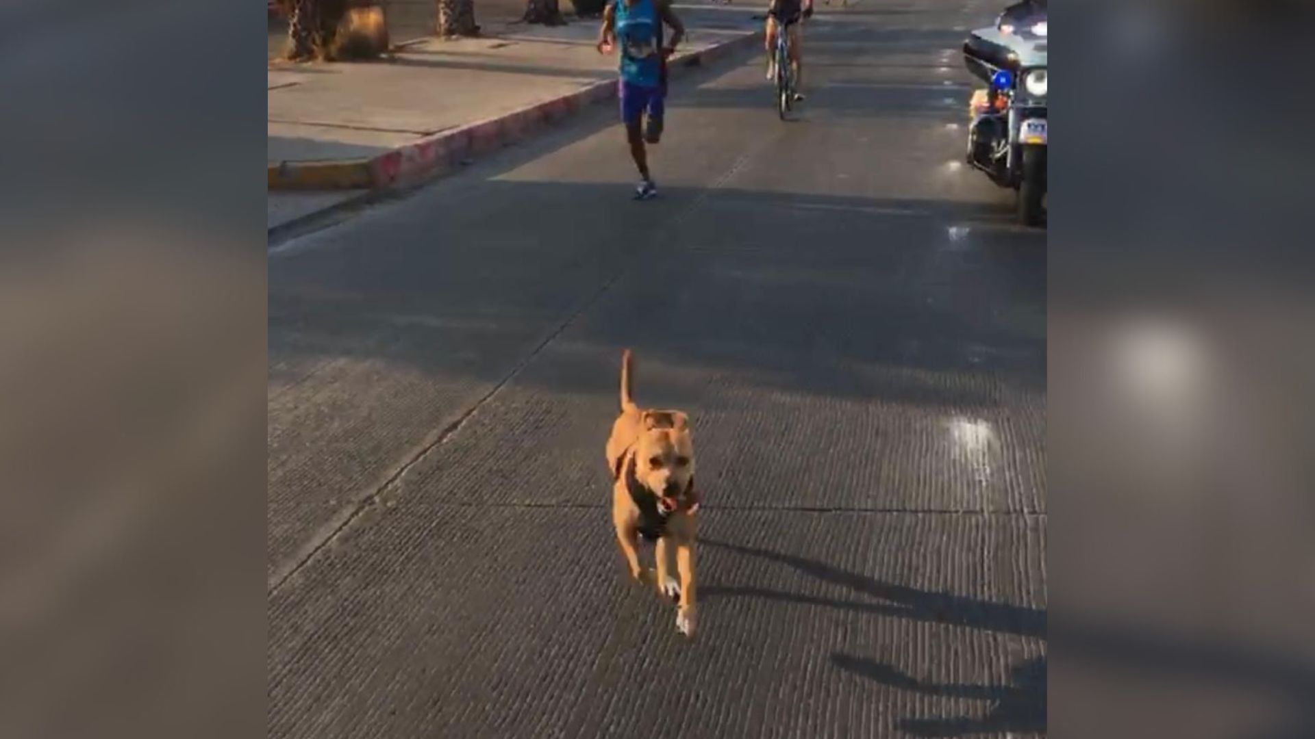 Hija de "Chicles", el perro corredor, debuta en carreras pedestres