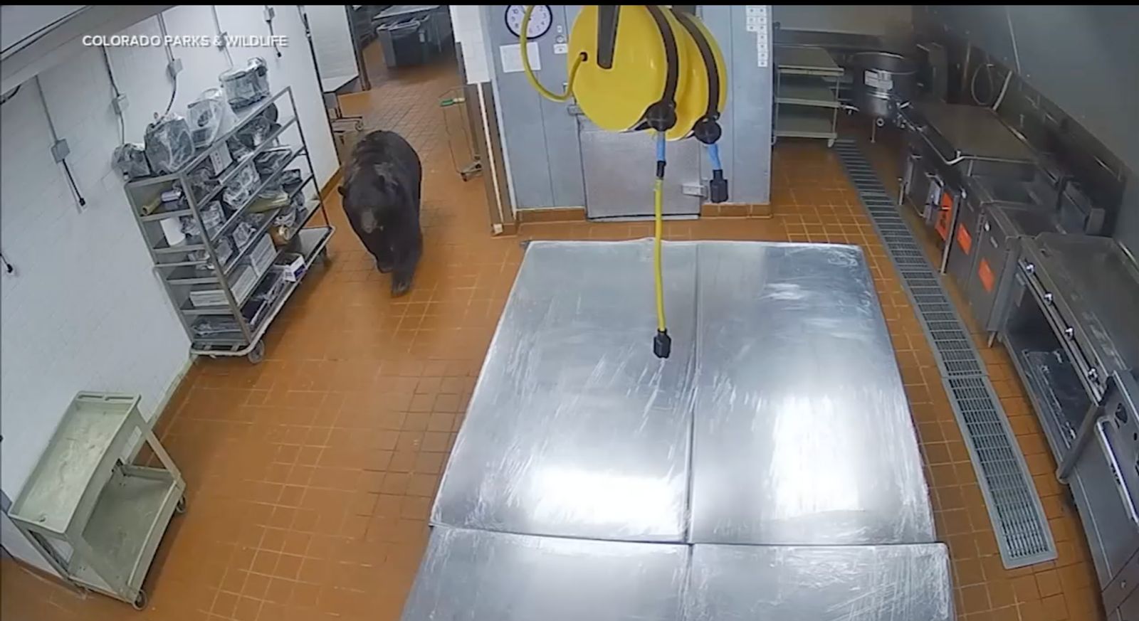 Oso ataca a guardia de seguridad en la cocina de un hotel