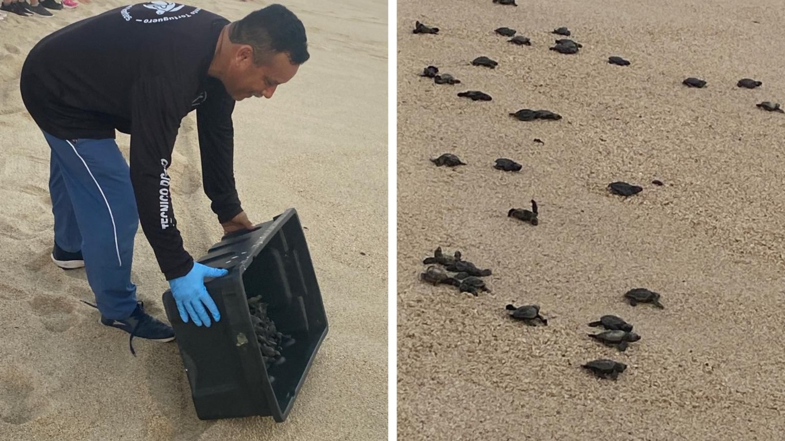 [GALERÍA] Liberan mil crías de tortugas marinas en Los Cabos