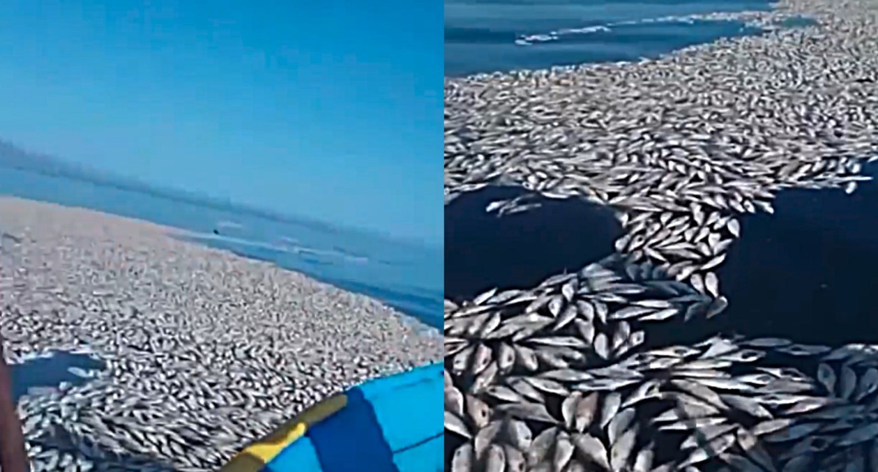 Miles de sardinas mueren en las playas de Mulegé