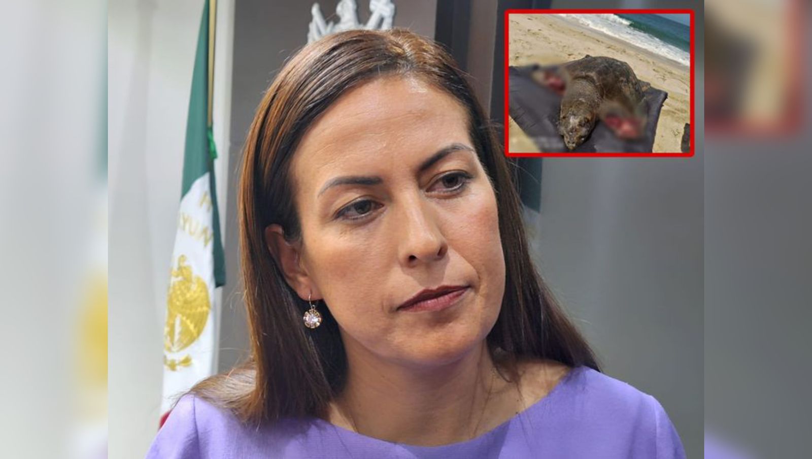 Muerte de tortugas en playas de Todos Santos provoca investigación y denuncia