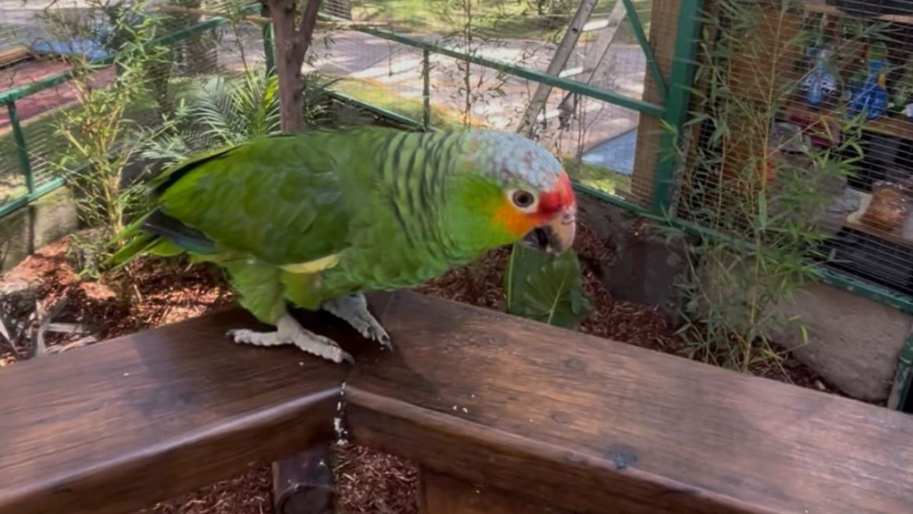 DURANGO: Nuevo aviario del Sahuatoba reúne más de 40 aves de ocho especies