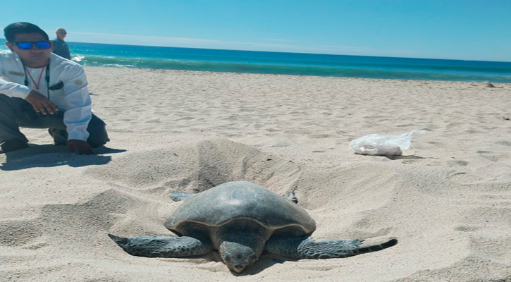 Los Cabos Resguarda las Playas para las Tortugas