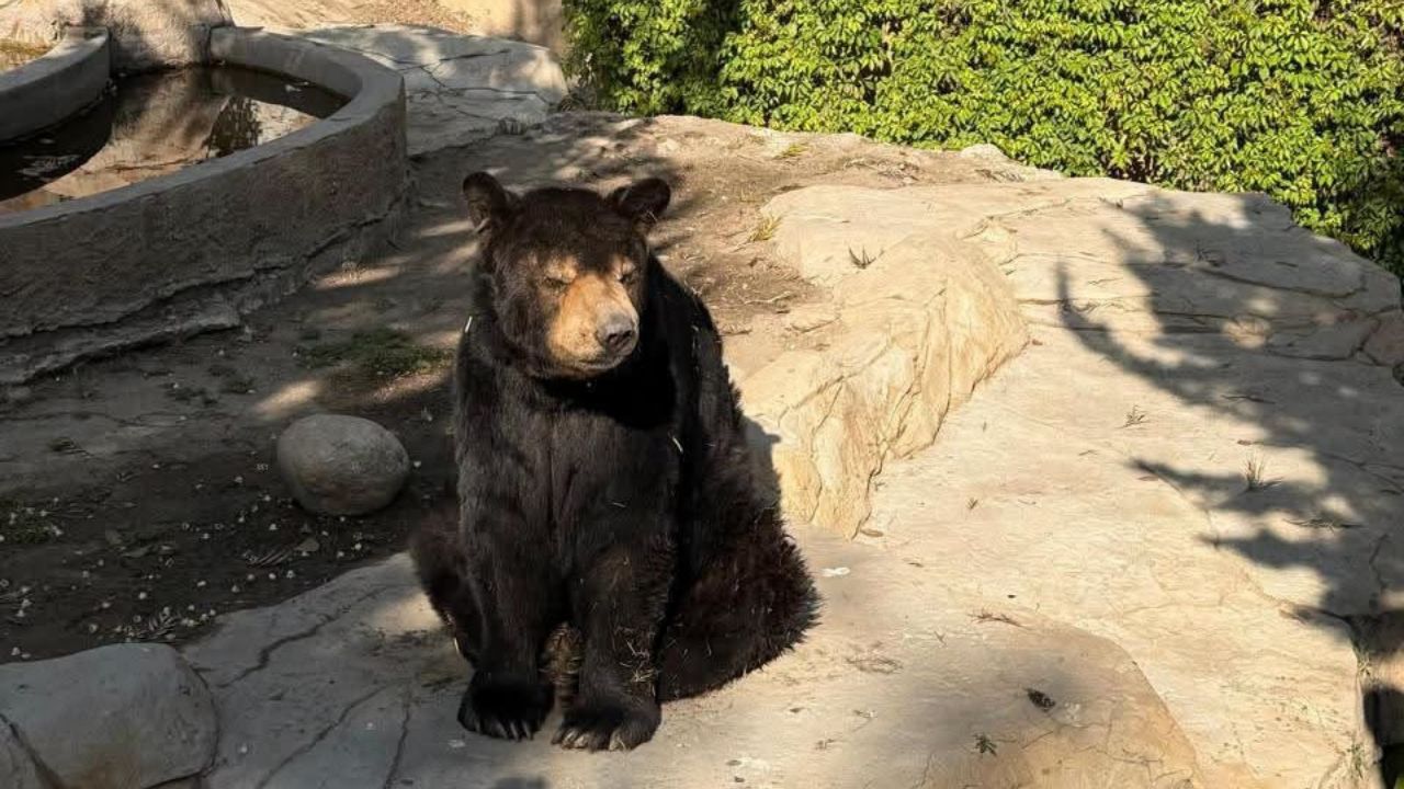 Muere el oso Yogui en la Unidad de Manejo Ambiental del Parque Morelos en Tijuana