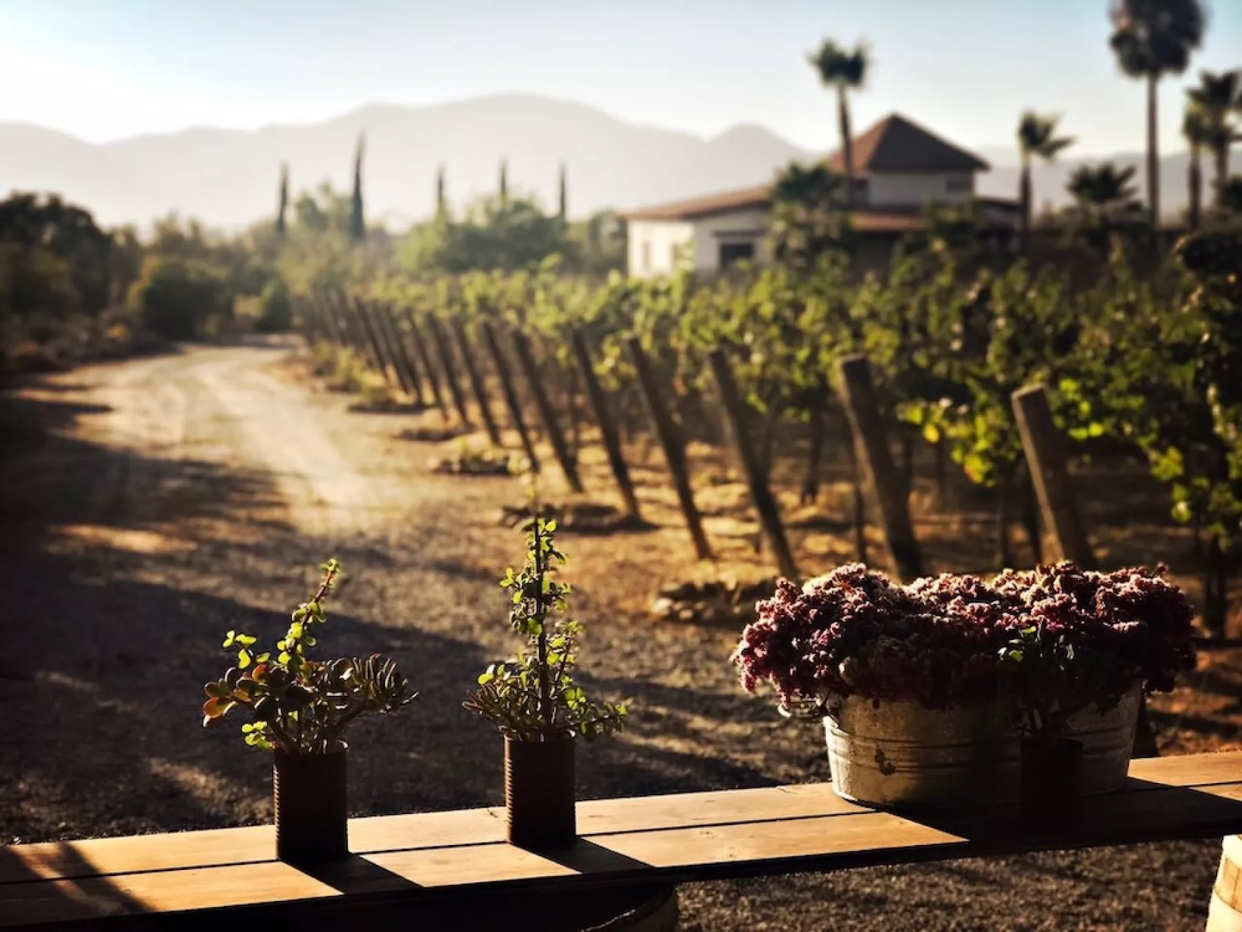 Cae turismo en Valle de Guadalupe al 20%