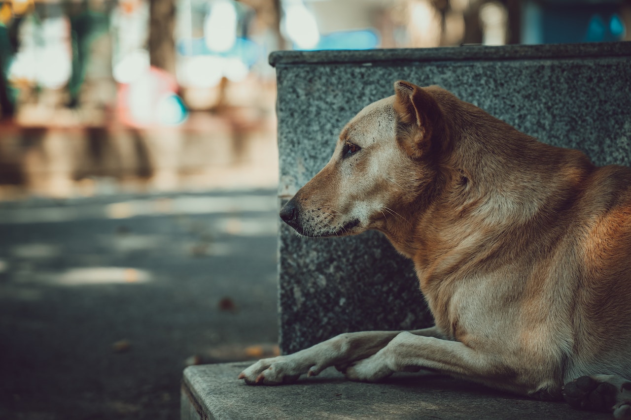 ¿Qué hago si encuentro un perrito de la calle?