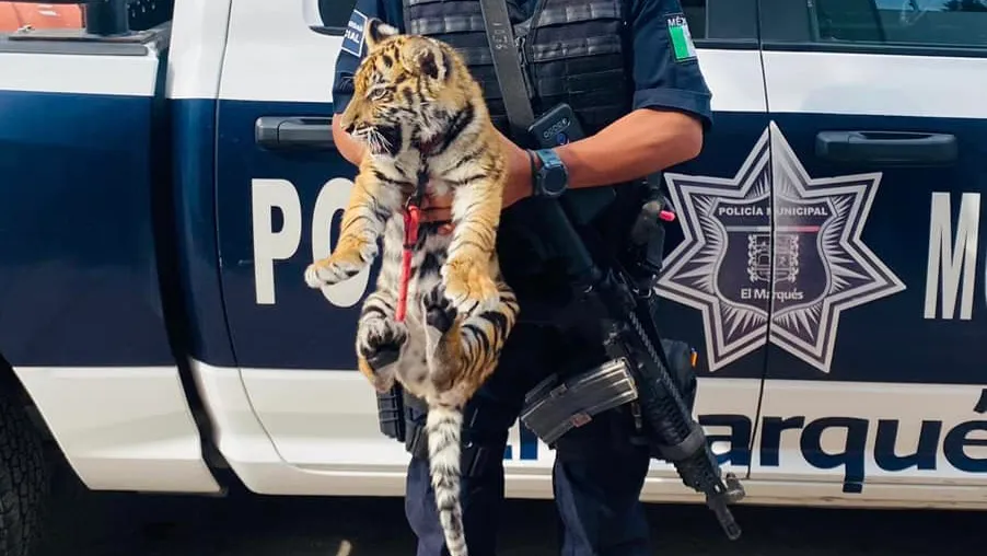 [VÍDEO] Detienen a pareja con un cachorro de tigre en Queretaro