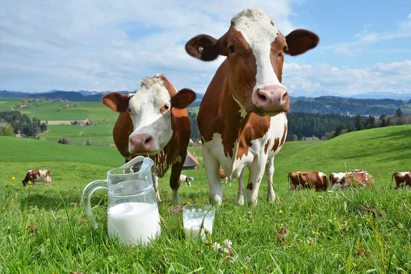 Los pros y contras de consumir leche de vaca: ¿Una elección saludable?