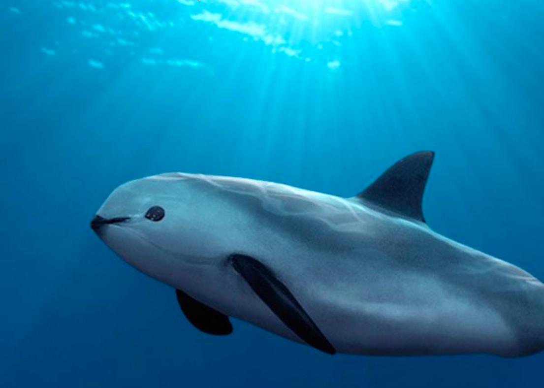 Exploraciones esperanzadoras: En busca de salvación para la vaquita marina