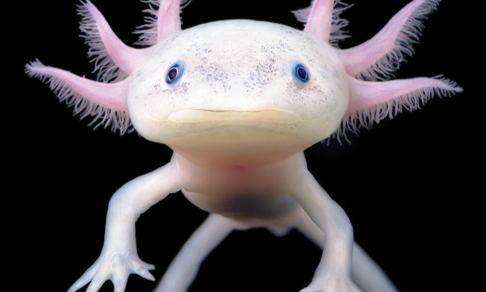 Lanzan campaña ‘’adopta’’ un Axolotl