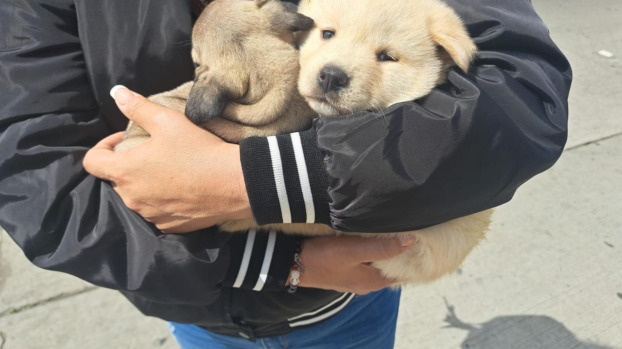 Incrementa venta ilegal de mascotas