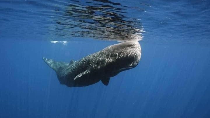 La ballena más solitaria del mundo IFOTO: Web