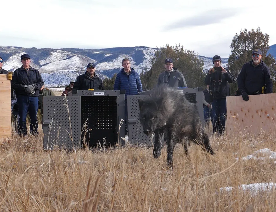 Personal del Departamento de Parques y VIda Silvestre liberado uno de los lobos en Colorado, Estados Unidos IFOTO: Departamento de Parques y VIda Silvestre