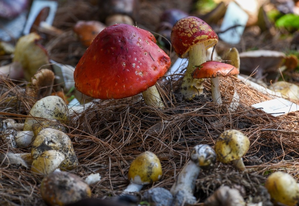 Son envenenados tras comer hongos en una secundaria de Zacatecas