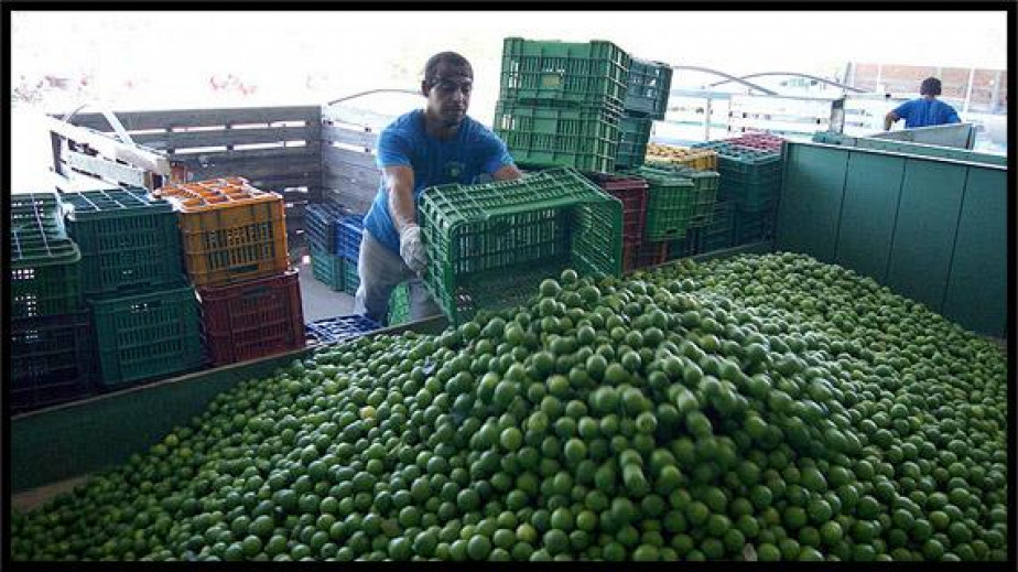 Update: Produce prices rise in California, due to extortion in Mexican farmlands