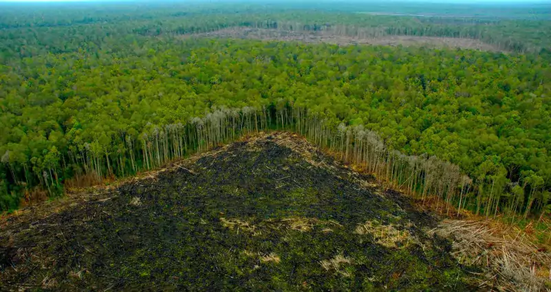 Solicitud de reforma forestal en la UE