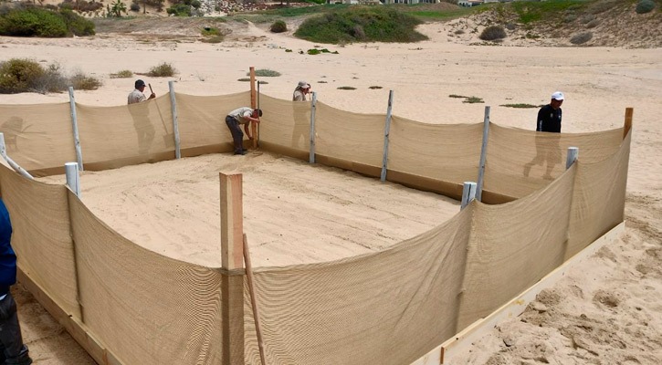 Instalan un nuevo corral de incubación para las tortugas marinas: Los Cabos