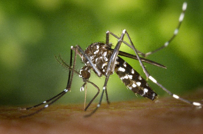 Dengue cobra vida de un niño en Quintana Roo