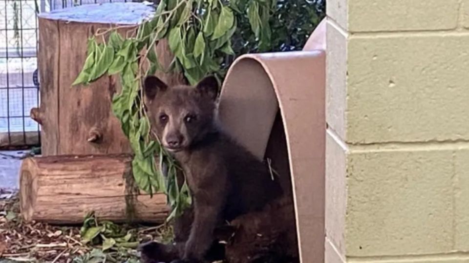 A pair of orphaned bears were rescued in San Bernardino