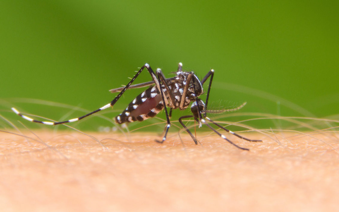 ¿Esterilización de mosquitos?