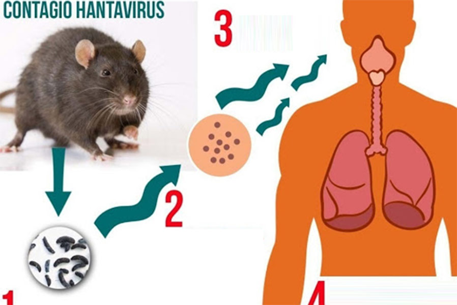 Detectan “Hantavirus” en el condado de San Diego