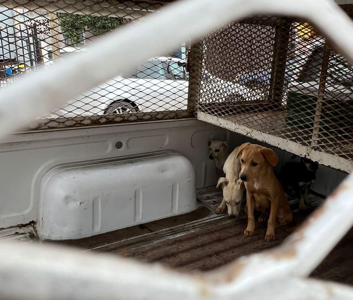 Rescatan a cachorros que se comían entre ellos