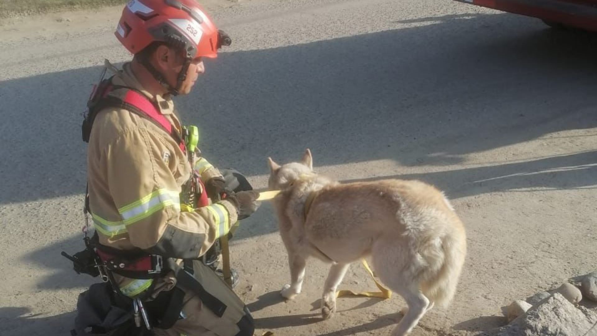 Rescatan 25 animales en lo que va de enero 2024