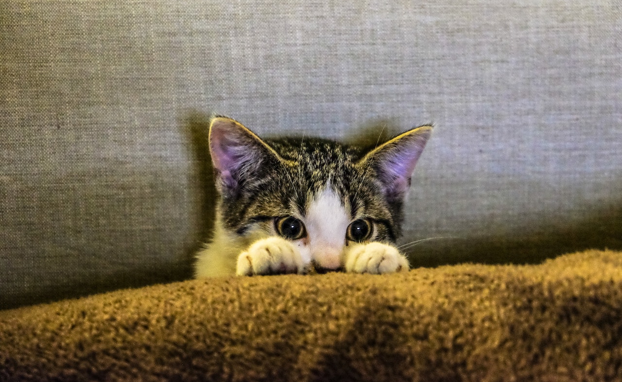 Día Internacional del Gato