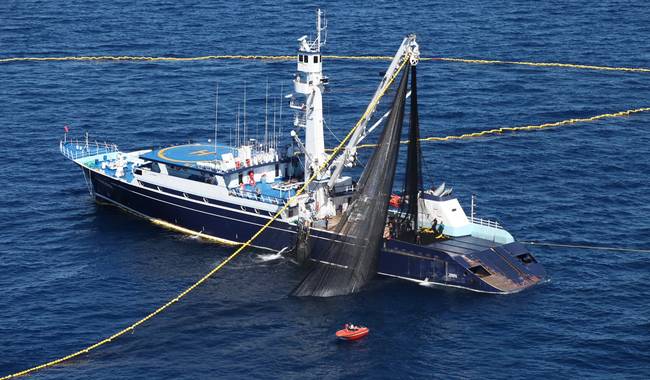 ENSENADA: Aumenta 4.6% límite de captura de atún aleta azul