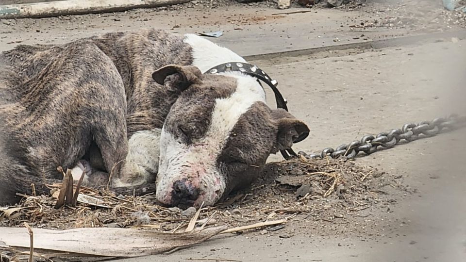 Los tres perros rescatados fueron entregados al Departamento de Control Animal Municipal