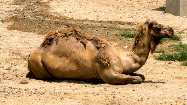 No existe trámite para trasladar a los animales del Parque Morelos: Profepa