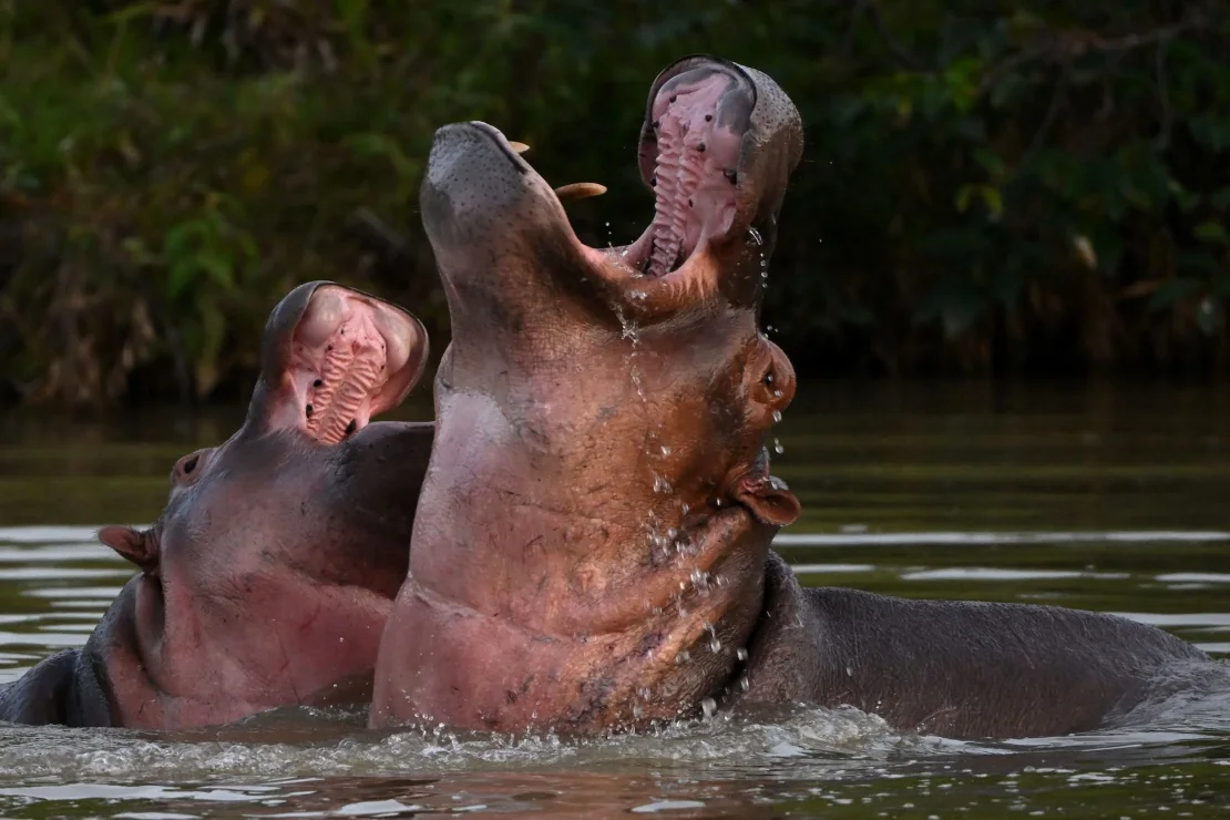 Hipopótamos de Pablo Escobar se convierten en amenaza ecológica