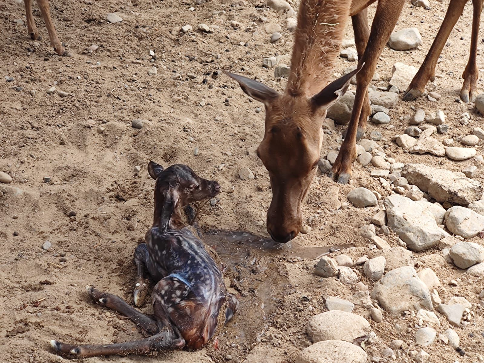 Nacimiento de crías de venado marca el inicio de la temporada en Parque Morelos