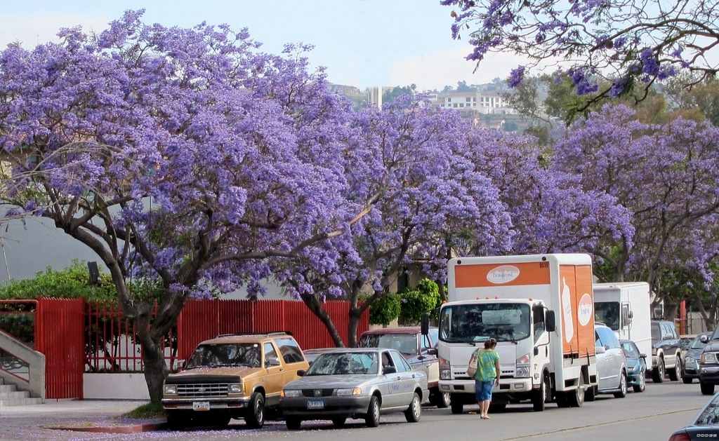 Se niegan a florecer jacarandas en Tijuana. Te explicamos por qué