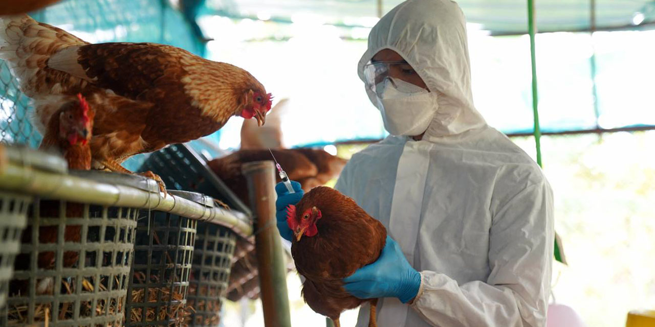 Amenaza gripe aviar H5N1 al mundo