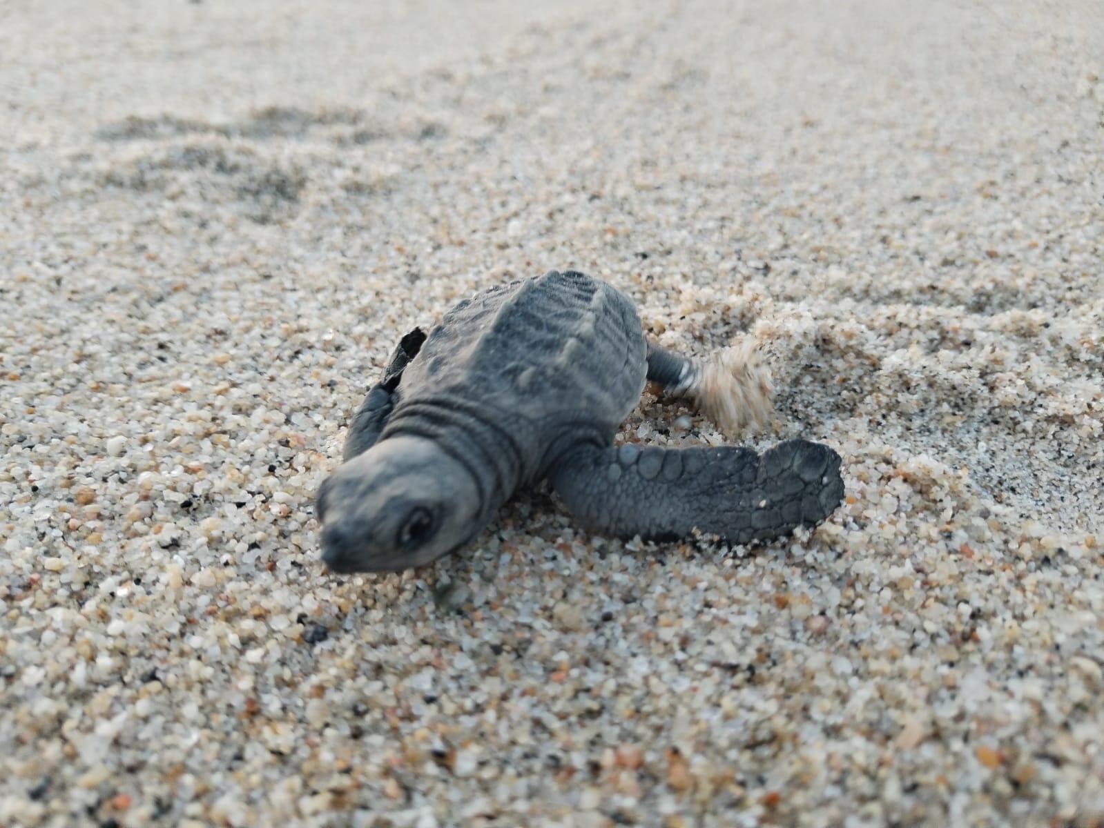 Aumenta la llegada de tortugas marinas a Los Cabos