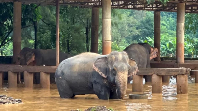 Turista española fallece en Tailandia tras ataque de elefante