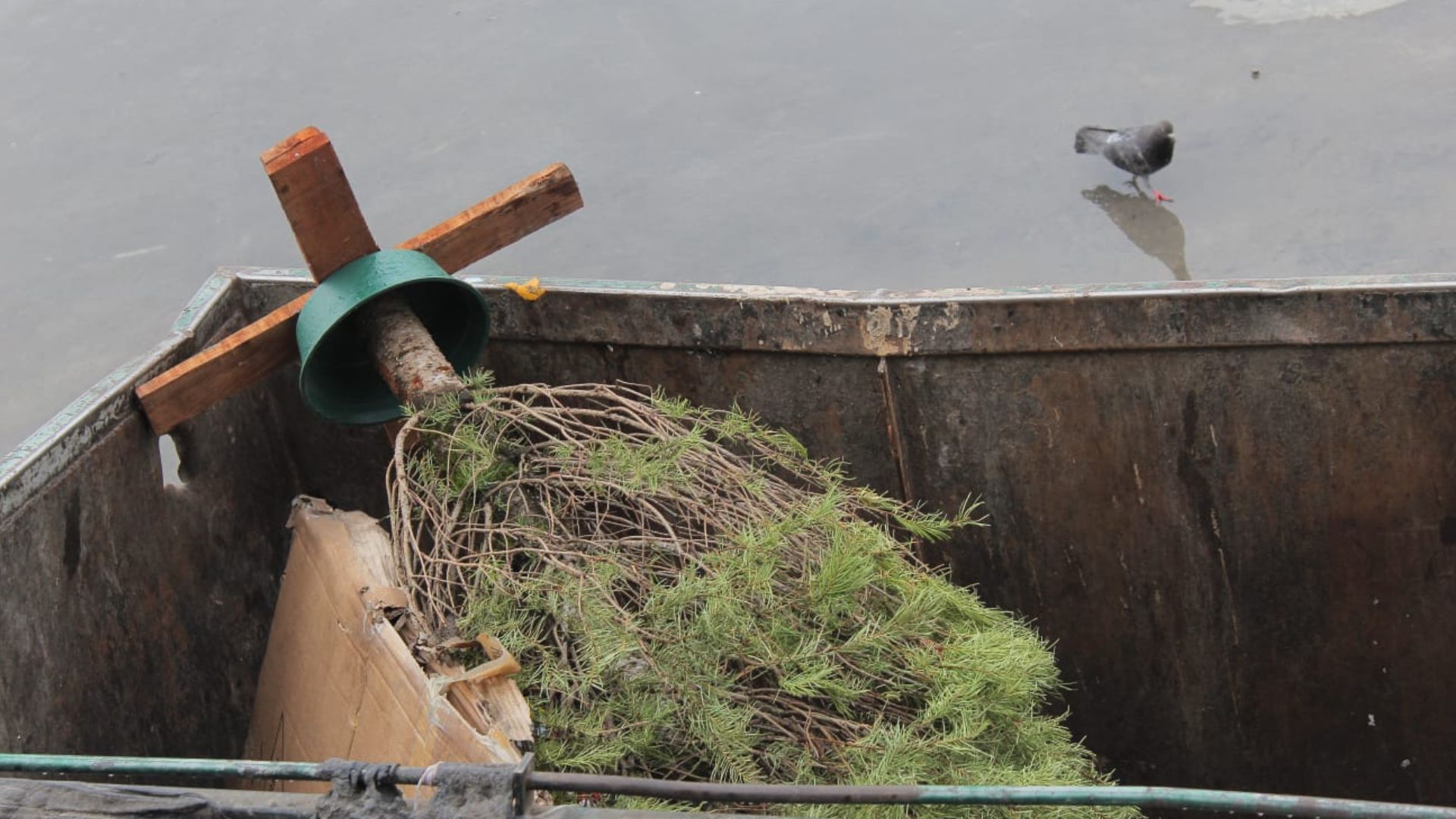 No tires a la basura tu arbolito, mejor dónalo en estos centros de BC