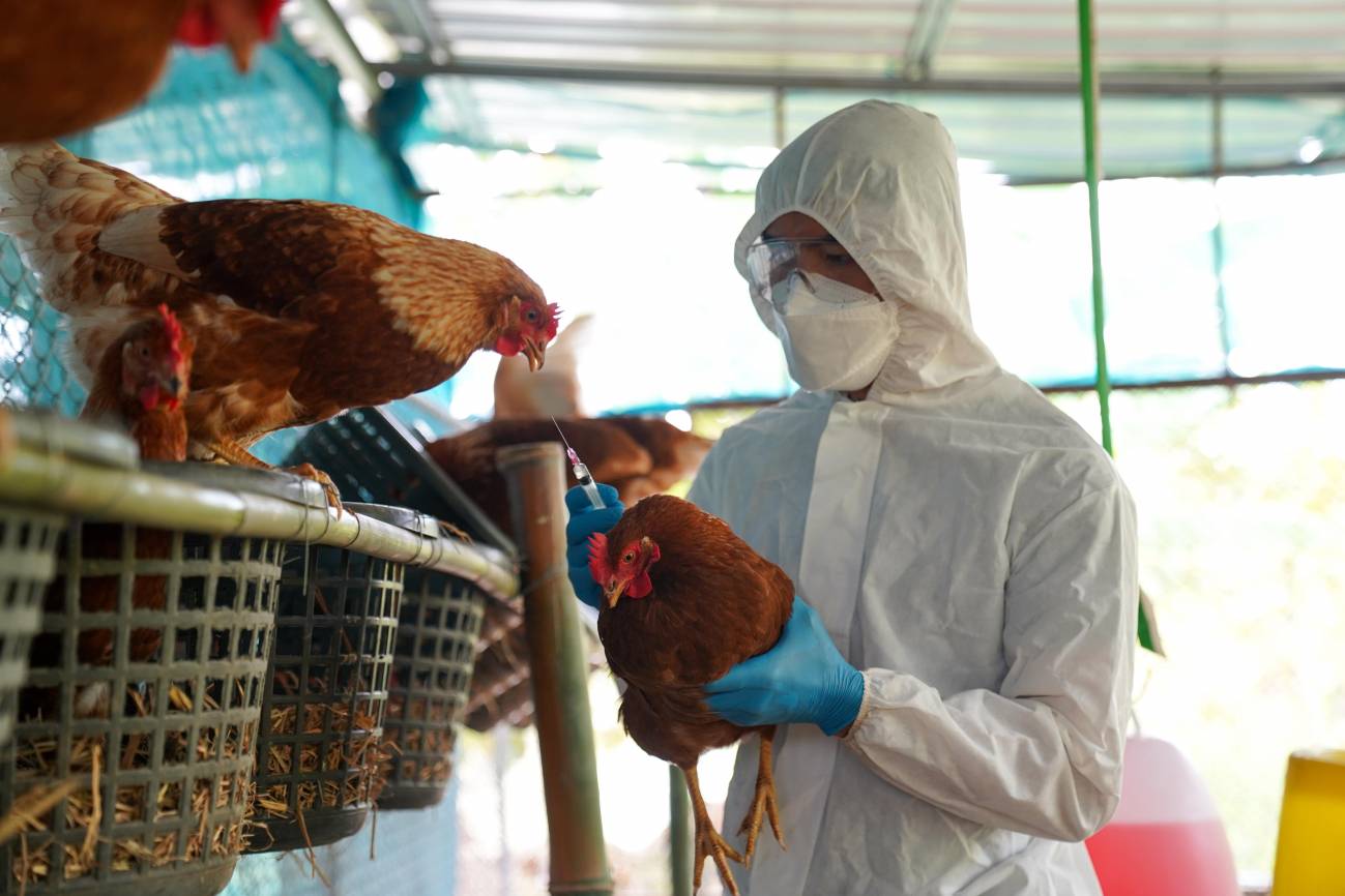 Detectan caso de gripe aviar en hombre de Texas