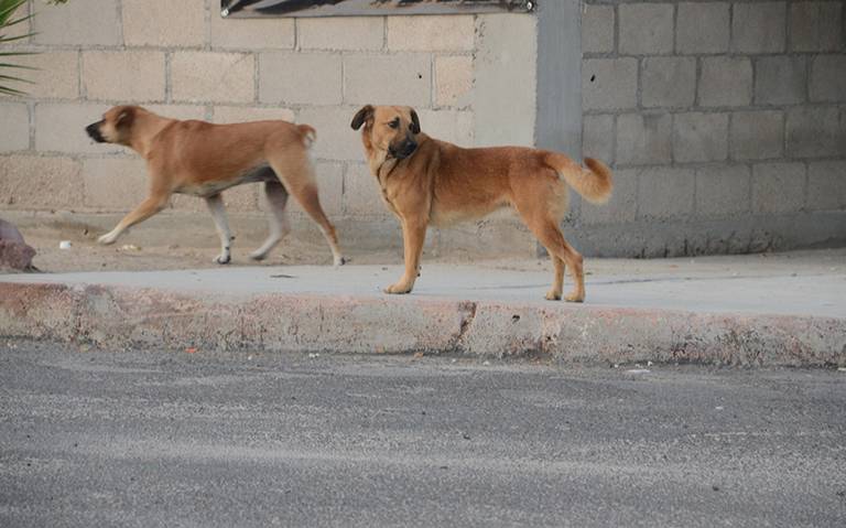 Rescatan mascotas en calles de Los Cabos