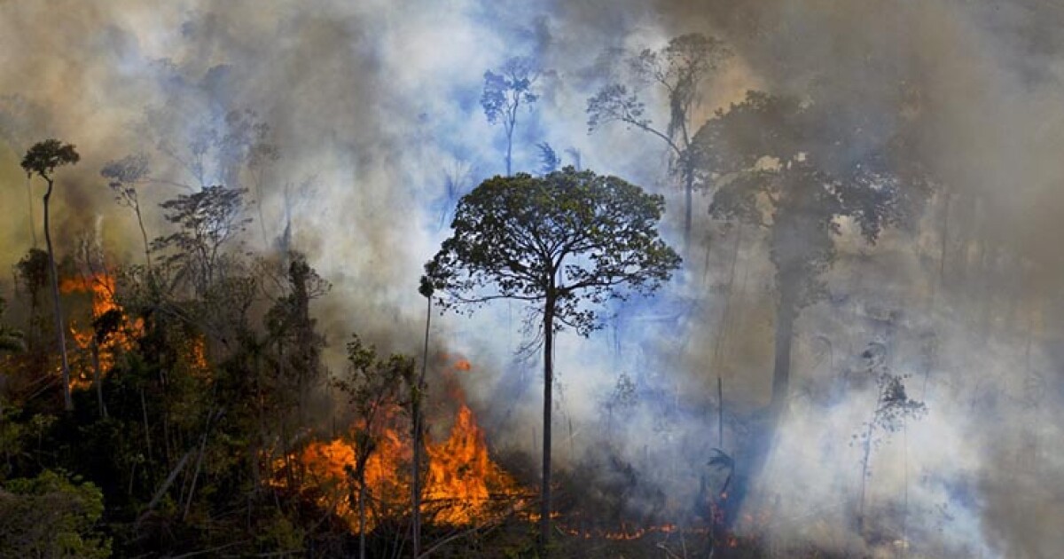 Consume incendio forestal el humedal del Pantanal de Brasil